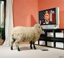Bush a ovecky